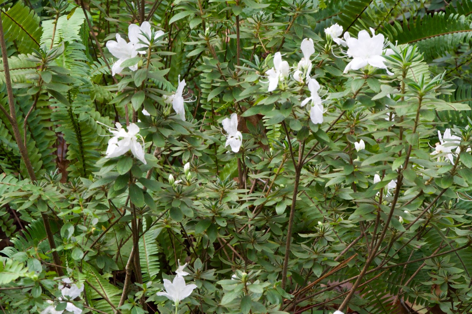 White blossoms among green ferns on Madeira